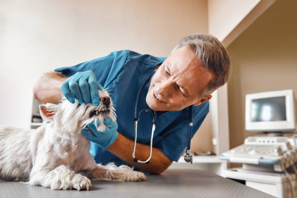 Best After-Hours Dental Trauma Care in Crozet, VA